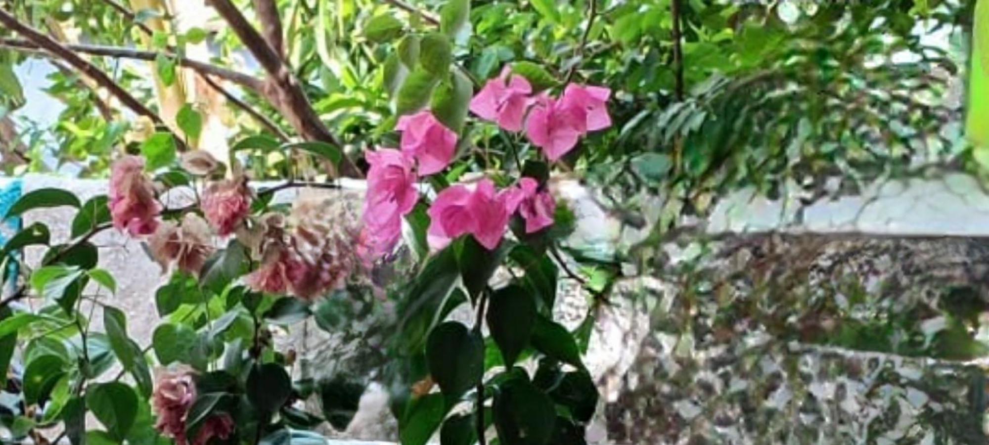 Oasis Homestay Kochi Esterno foto